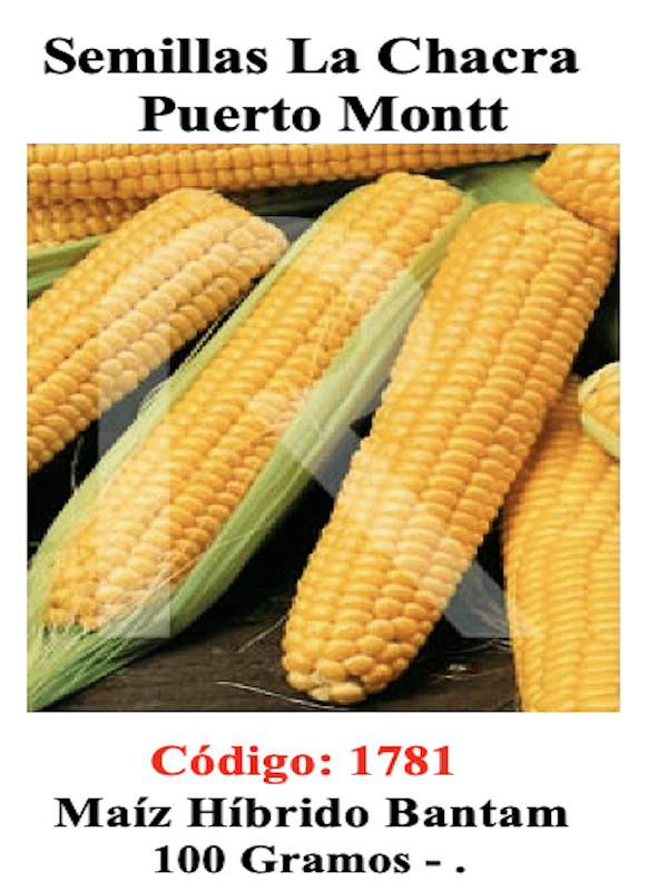 Maíz Híbrido Dulce de Mesa. Bantam. 100 Gramos.1