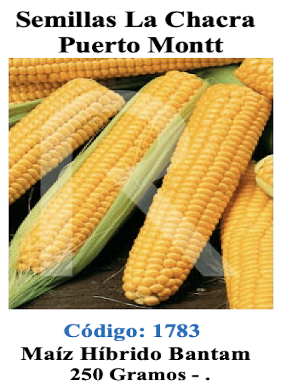 Maíz Híbrido dulce de Mes Bantam. 250 Gramos.1