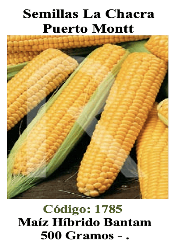 Maíz Híbrido dulce de Mesa. Bantam 500 Gramos.1