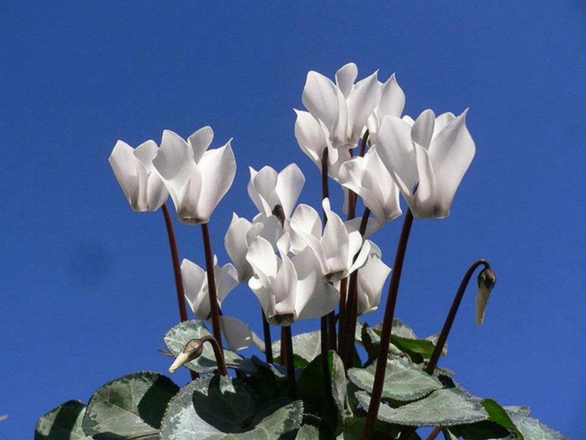 CICLAMEN DE PERSIA  Colores Variados3