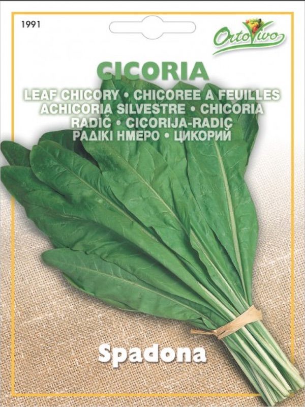 ACHICORIA SPADONA1
