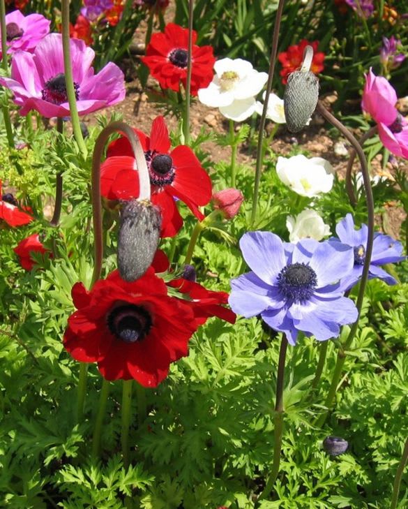 Bulbos Anémonas. Colores Variados, Pack 60 Bulbos.3