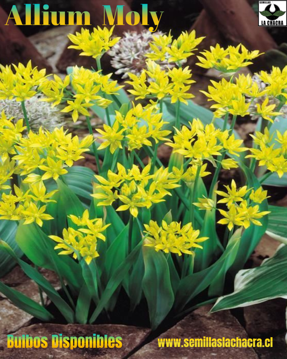 Pack 12 Bulbos Allium Moly. Color Amarillo  Size:  5+2