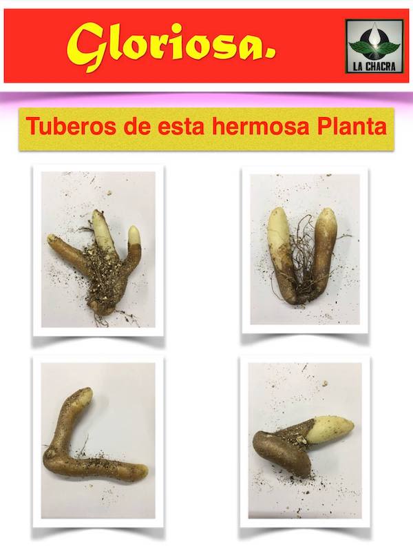 Gloriosa Tubero2