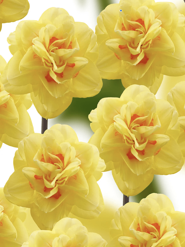 Bulbos de Narcisos. Color: Doble Amarillo/Naranja Size. 12/152