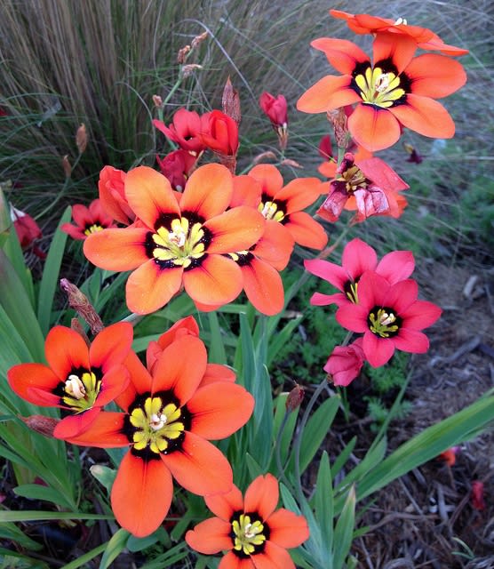 1 Docena Bulbos Sparaxis. Colores Variados Size: 4/53