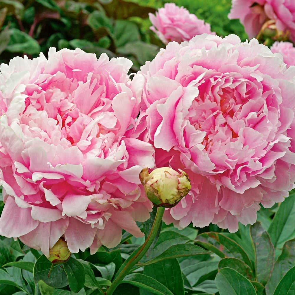 Rizoma de Peonía. Color Rosa3