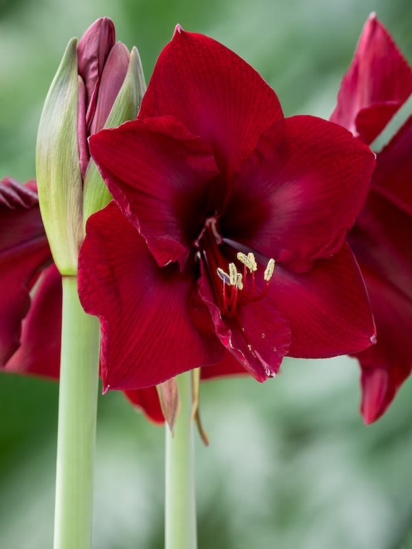 Amaryllis Clásico Calibre G¡rande. Color: Rojo Terciopelo size: 26/283