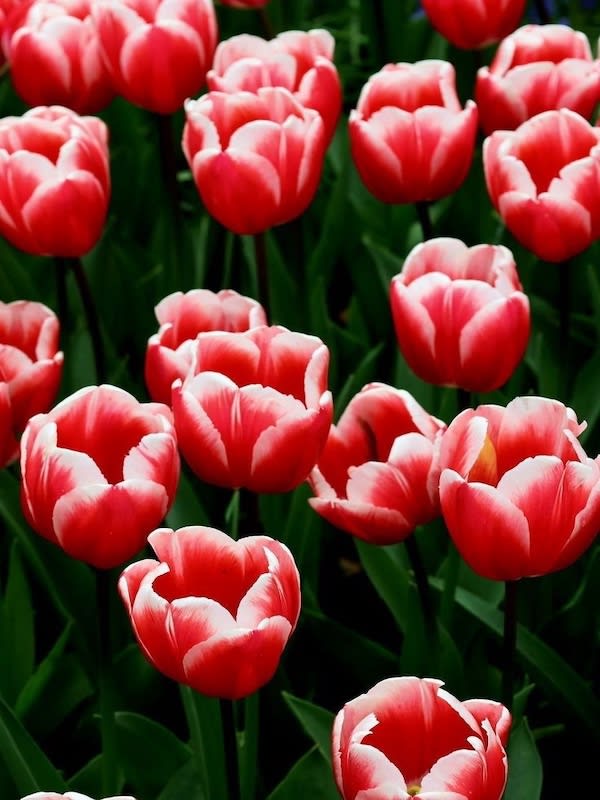 5 Docenas de Bulbos Tulipas Color: Rojo/Blanco. Calibre 12-142