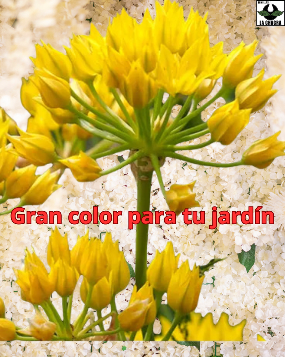 Pack 12 Bulbos Allium Moly. Color Amarillo  Size:  5+3