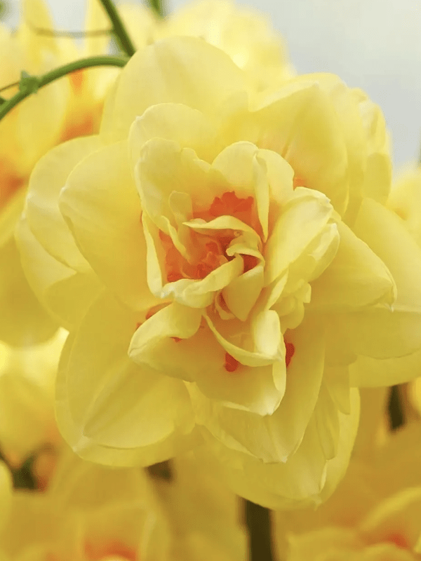 Bulbos de Narcisos. Color: Doble Amarillo/Naranja Size. 12/153