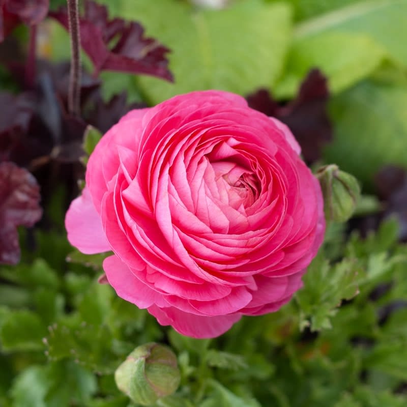 1 Docena de Bulbos de Ranúnculos Color: Fucsia - Morado. Size: 5/63