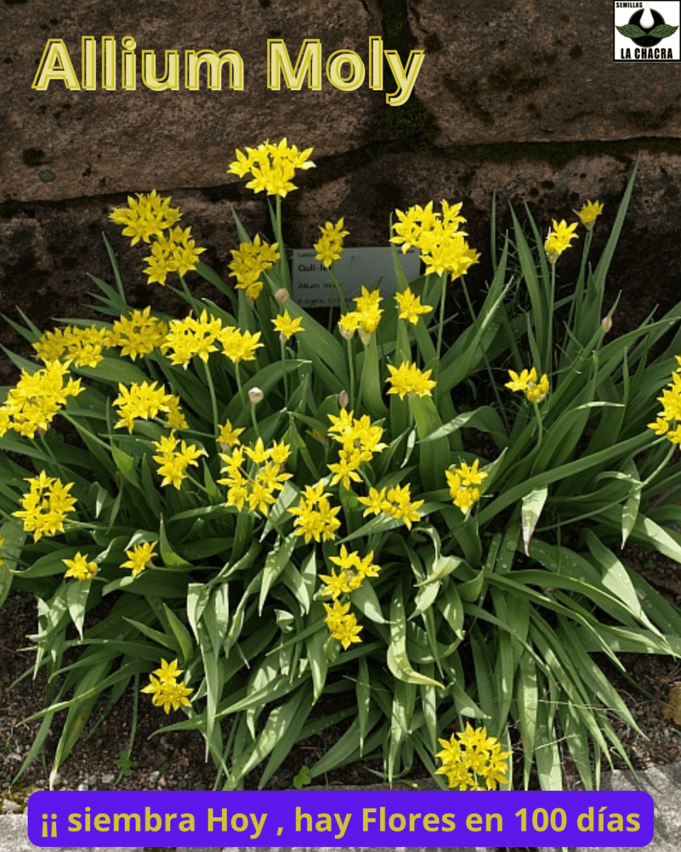 Pack 12 Bulbos Allium Moly. Color Amarillo  Size:  5+4