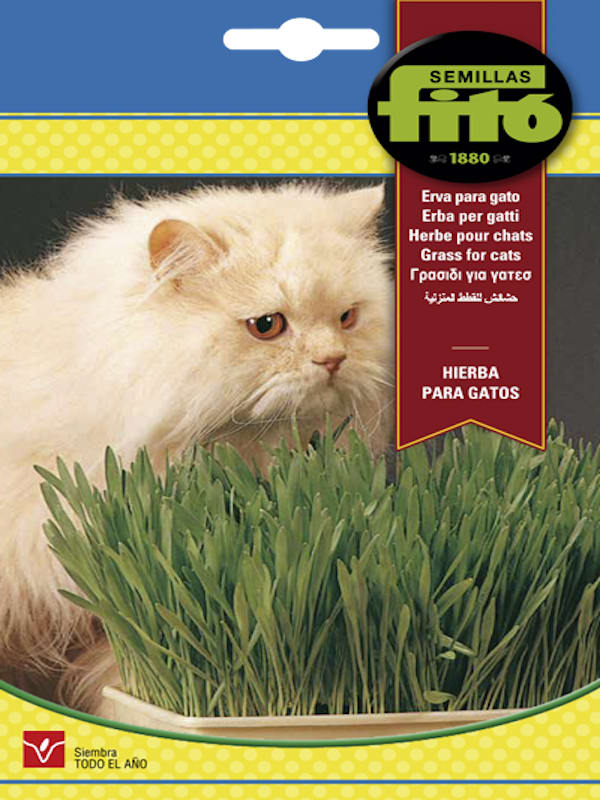 HIERBA PARA GATOS. FITO1