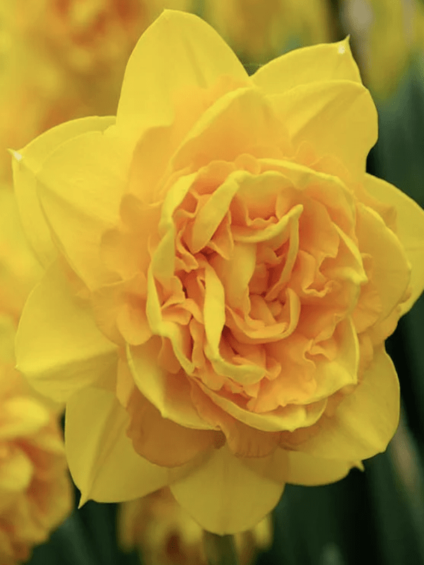 Bulbos de Narcisos. Color: Doble Amarillo/Naranja Size. 12/154