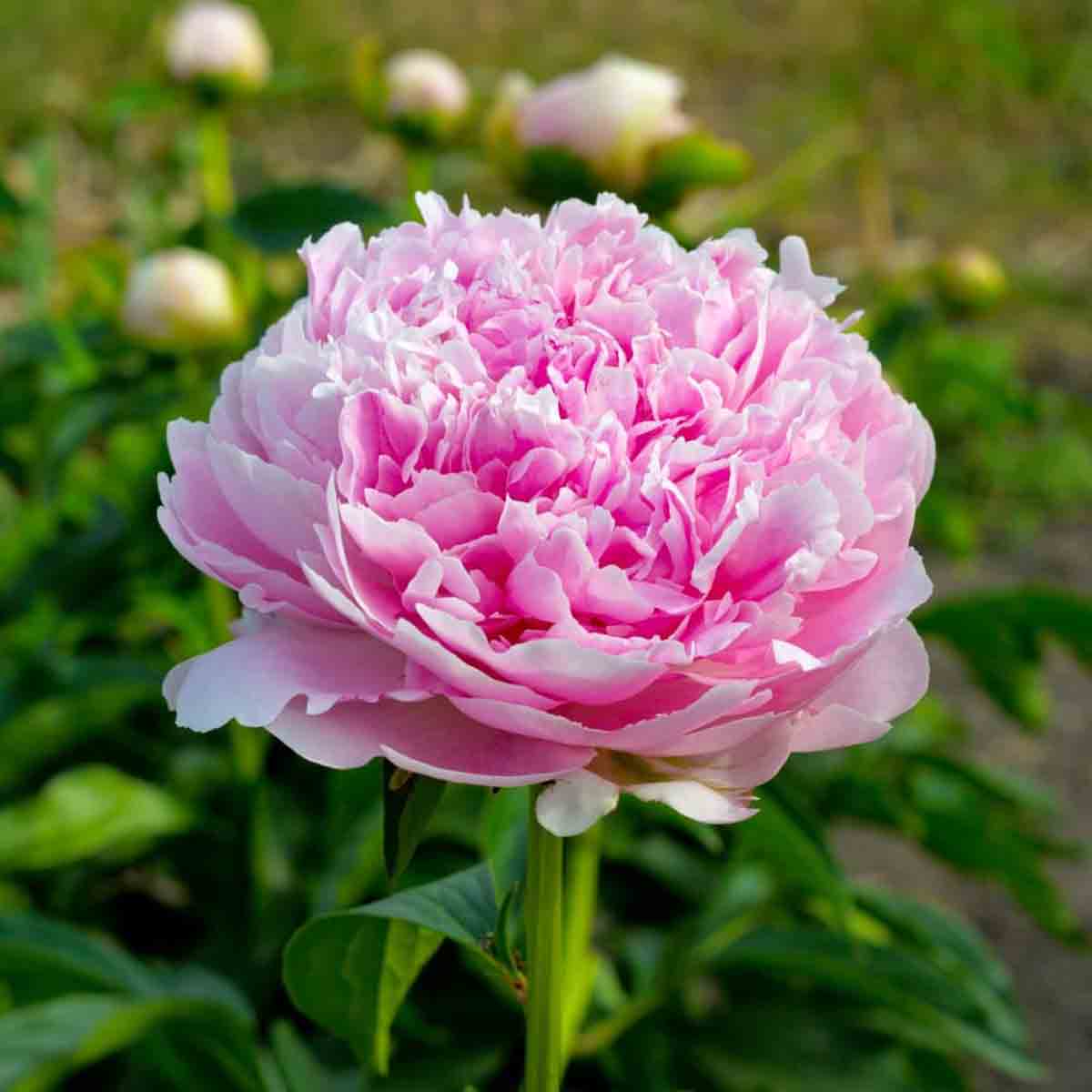 Rizoma de Peonía. Color Rosa4