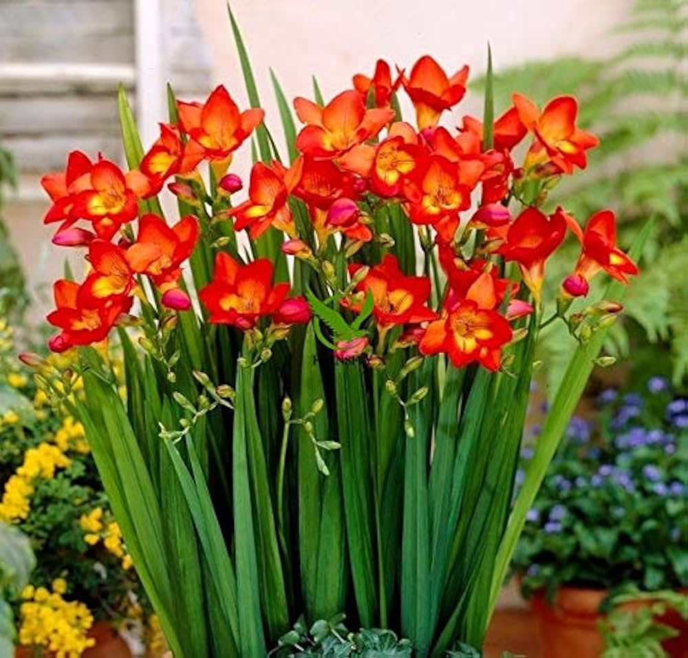 Bulbos Fresias Naranjas. Pack 10 Unidades SIZE: 5+2