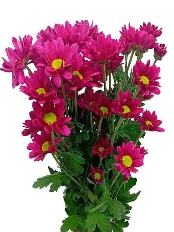 CRISANTEMO Tricolor Colores Variados.5  Gramos.3