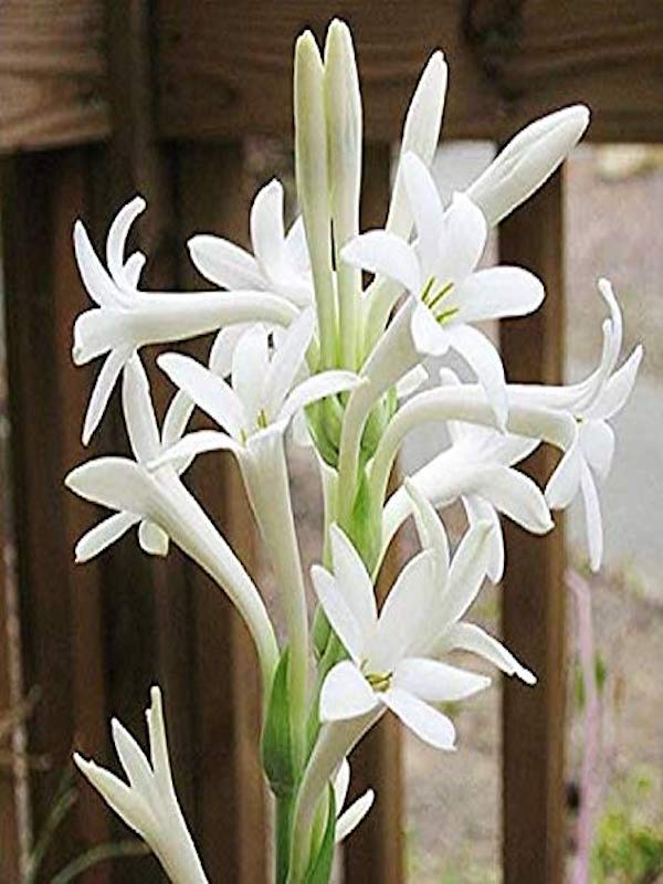 Polianthes Tuberosa , Nardos Color: Blanco-Crema3
