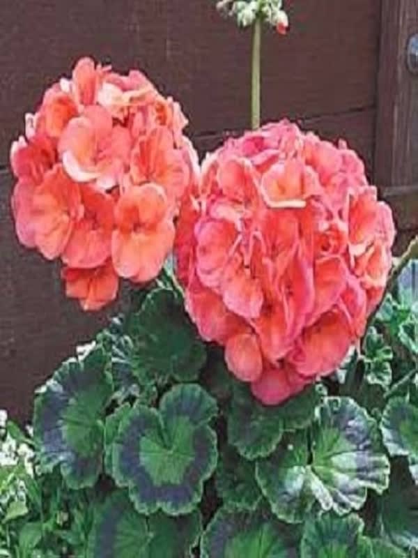GERANIO Color Coral3