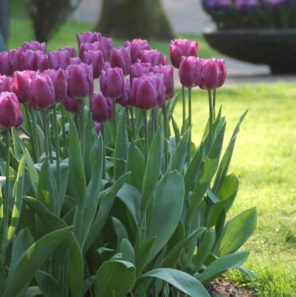1 Docena de Bulbos Tulipas Color: Púrpura. Calibre 12-144