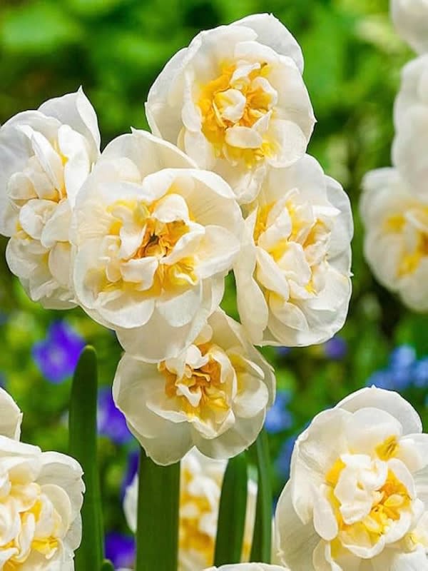 Bulbos de Narcisos. Crema Doble C/Naranjo. Calibre: 12 +4