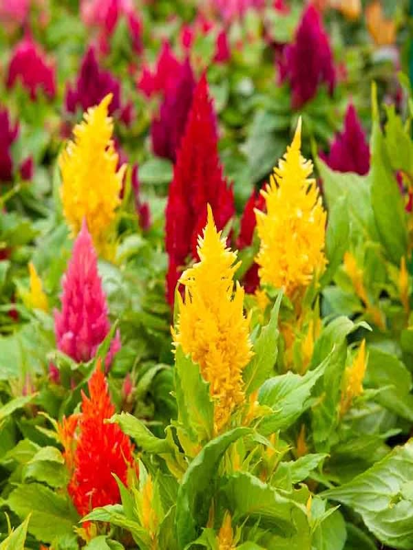 CELOSIA PLUMOSA VARIADA 0,4 Gramos.2