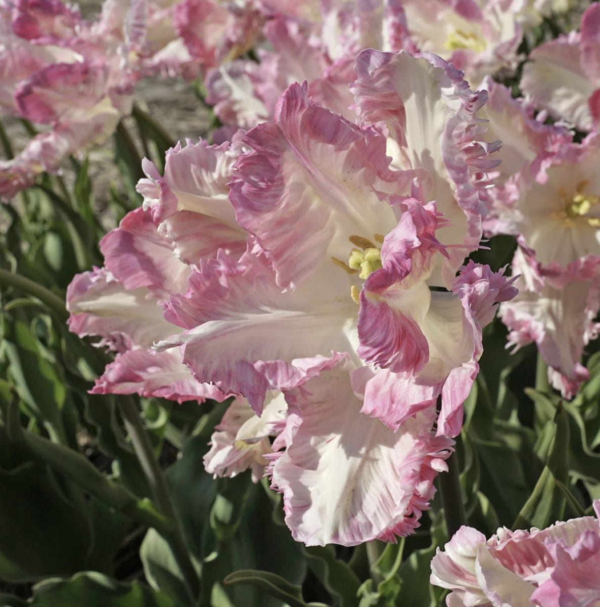 1 Docena Bulbos Tulipas Color: Blanco/Rosa Doble  . Calibre 12 +2