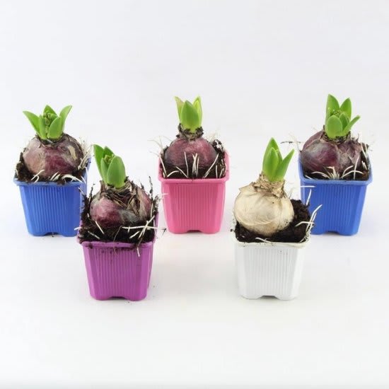 Pack 120 Bulbos de Jacintos Calibre 13-153