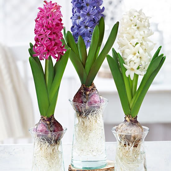 Pack 120 Bulbos de Jacintos Calibre 13-152