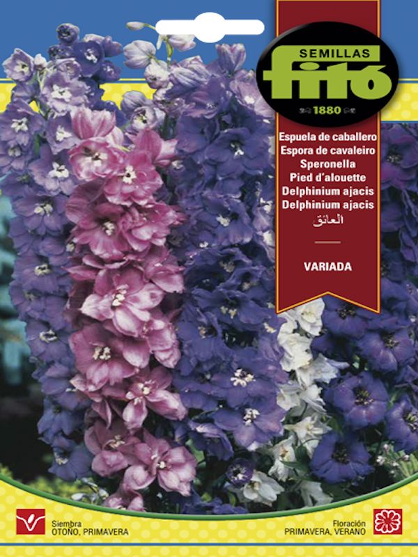 ESPUELA DE CABALLERO ( Delphinium)1