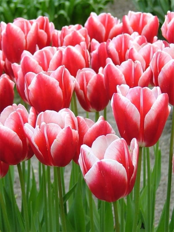 5 Docenas de Bulbos Tulipas Color: Rojo/Blanco. Calibre 12-143