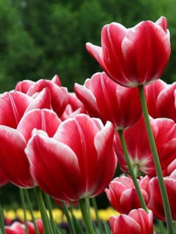 1 Docena de Bulbos Tulipas Color: Rojo/Blanco . Calibre 12-143