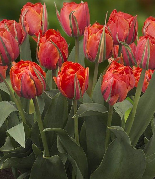 1 Docena de Bulbos Tulipas Color: Orange Yellow. Calibre 12 +3