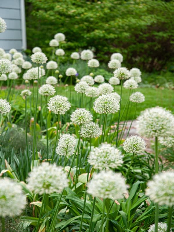 Bulbos Allium Blanco Calibre 14-163