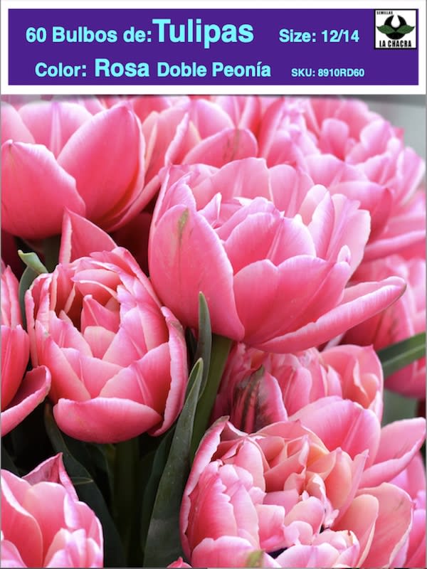5 Docenas de Bulbos Tulipas Color: Rosa Doble Peonía. Calibre 12-141
