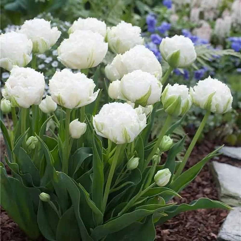 1 Docena de Bulbos Tulipas Color: Blanco Jaspeado. Calibre 12+3