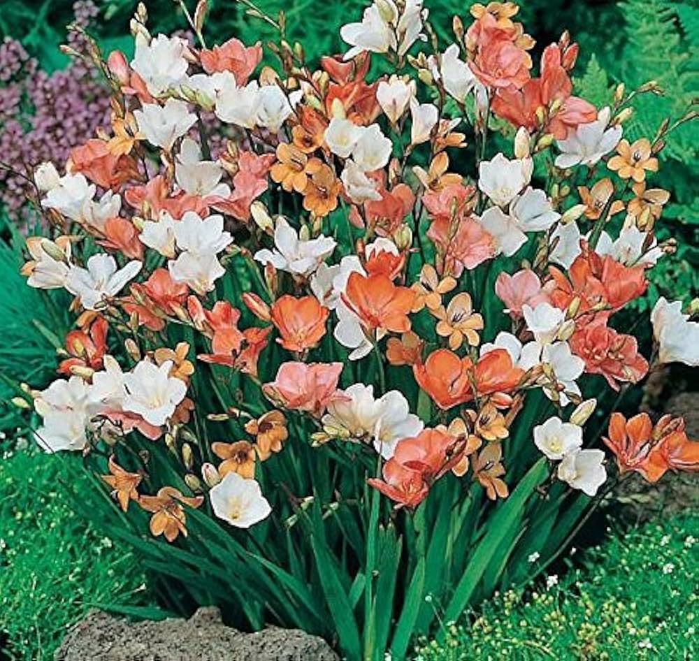 5 Docenas de Bulbos Tritonia Colores variados Size 5/62