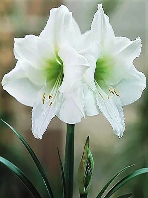 Amaryllis  Clásico Calibre Grande. Color: Blanco  Size: 26/284
