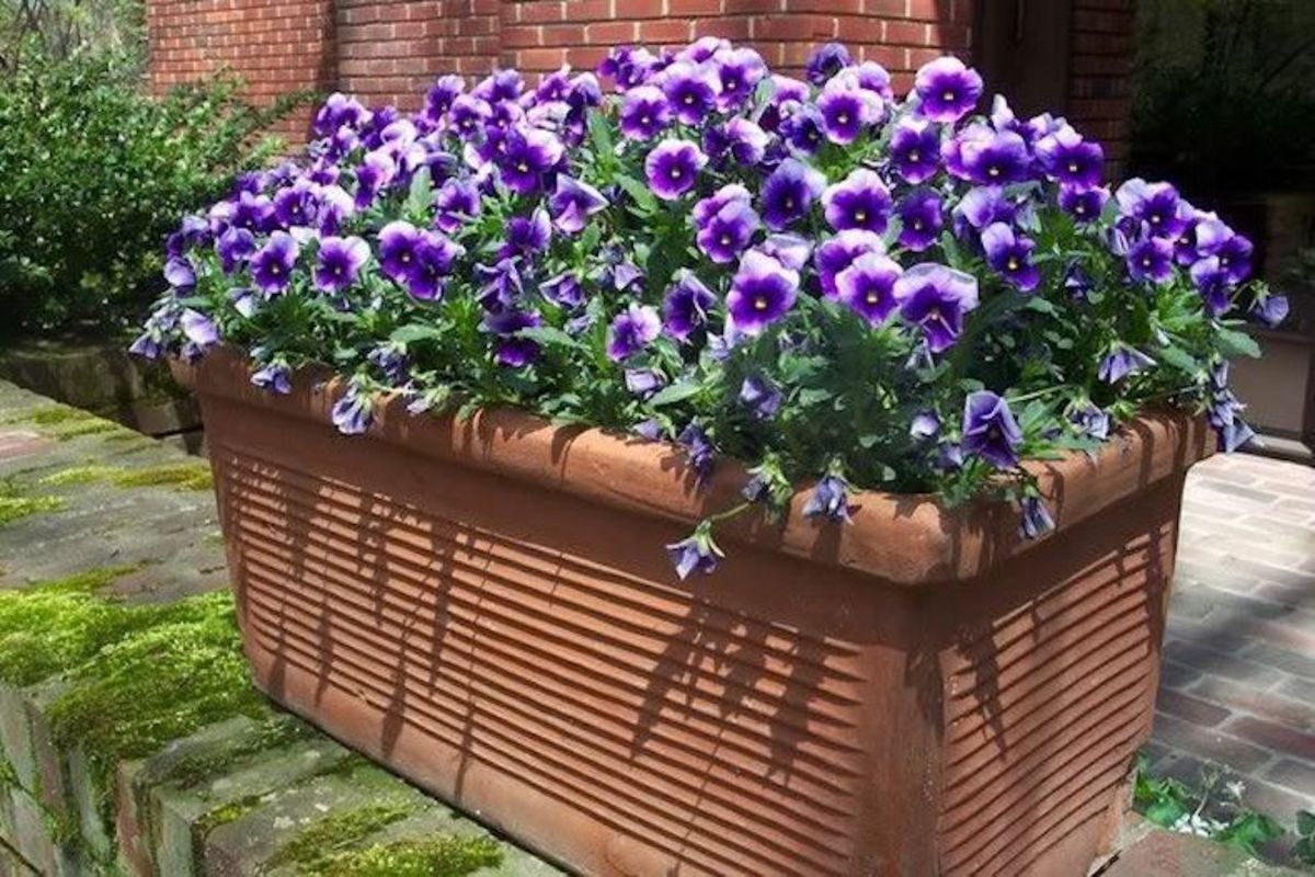 PENSAMIENTO DE FLOR GRANDE. AZUL4