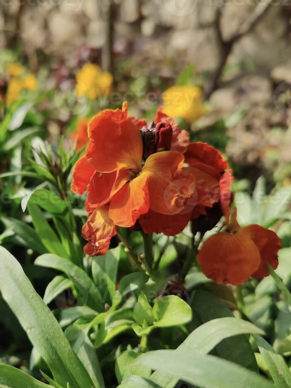 ALHELI Ravanelle, Colores Variados.2