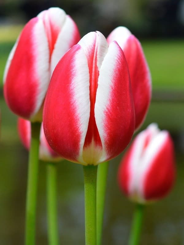 1 Docena de Bulbos Tulipas Color: Rojo/Blanco . Calibre 12-142