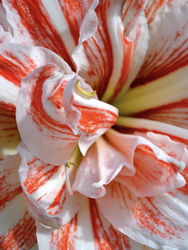 Amaryllis  Exclusivos Dobles Color: Blanco Vetas Rojas. Size: 26/283