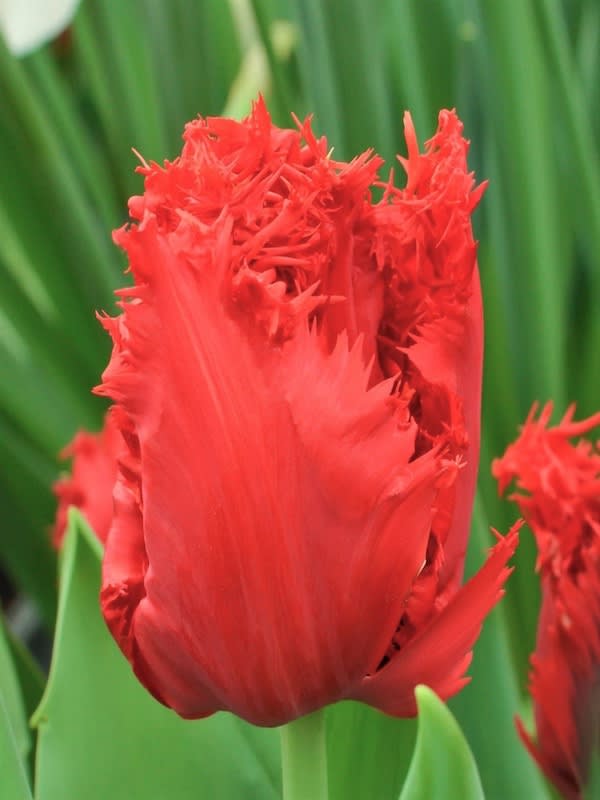 60 Bulbos Tulipas. Color: Rojo Crespo Doble. Size: 12/143