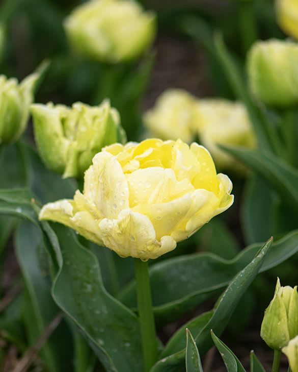 Pack 60 Bulbos Tulipas.Color: Crema Doble  . Calibre 12 +2