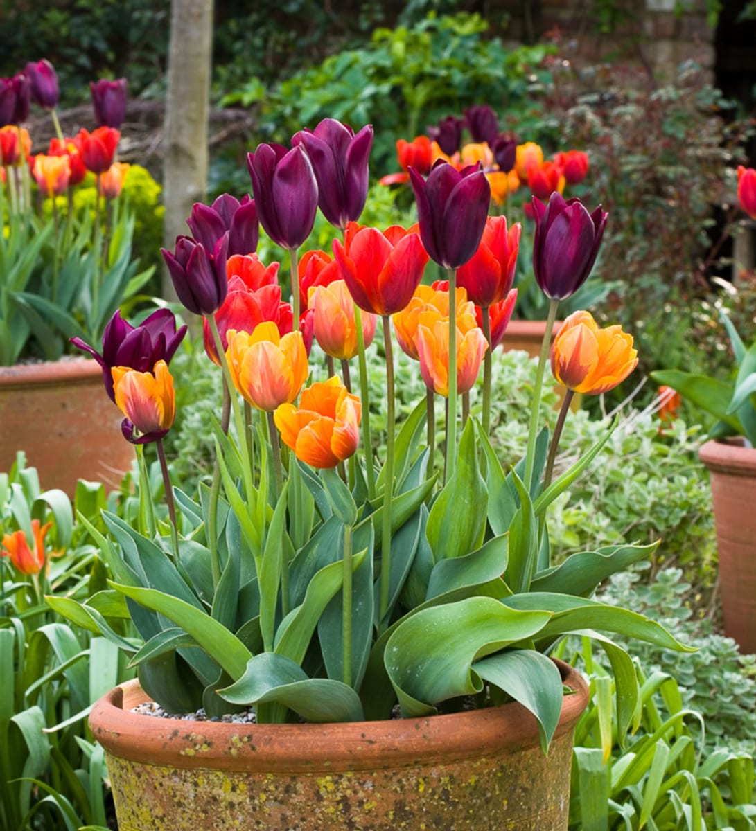 5 Docenas de Bulbos de Tulipas. Colores Disponibles. Calibres: 12+2