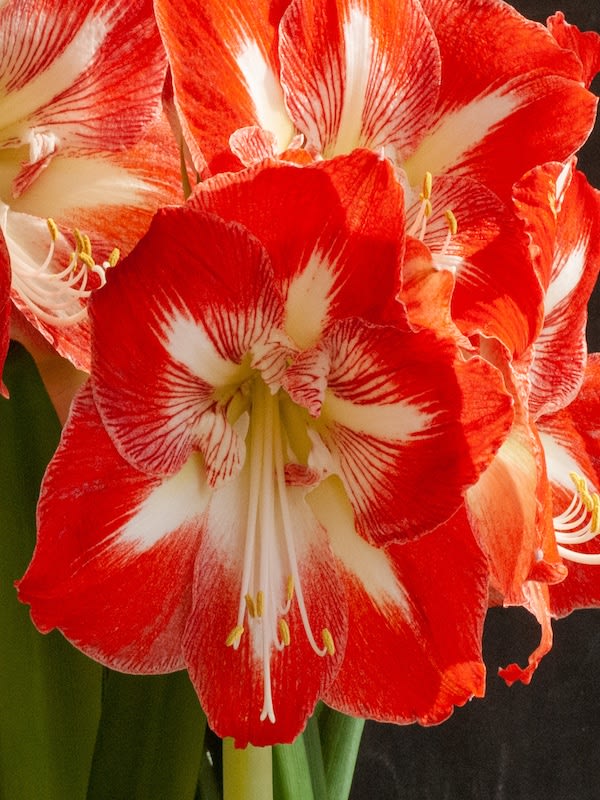 Amaryllis Clásico Calibre Grande.  Color Rojo Rayas Blancas Size: 26/282
