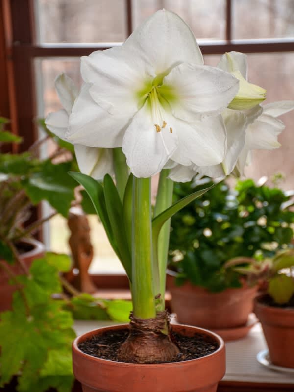 Amaryllis  Clásico Calibre Grande. Color: Blanco  Size: 26/282
