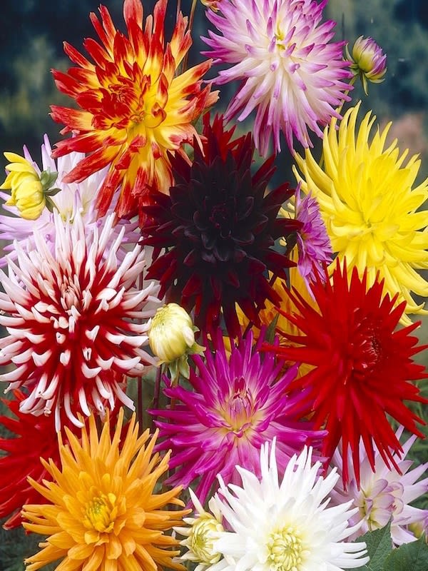 Dalia Cactus Híbrida Doble Colores Variados3