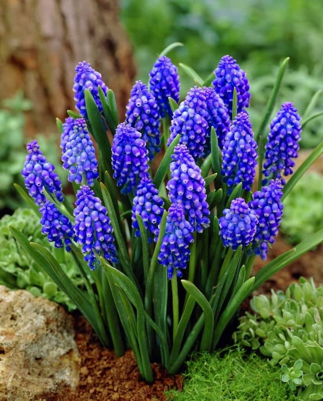 5 Docenas de Bulbos de Muscaris Azul Size: 5/62